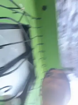 Živý XXX chat Kaily_Sweet16