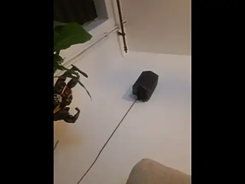 Adam11699 Webcam Show