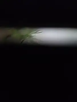 EffectFiona: вебкам-шоу