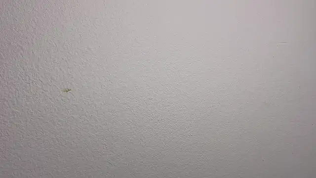 CozyPeony's Live XXX Chat