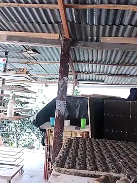 hoteder ওয়েবক্যাম শো