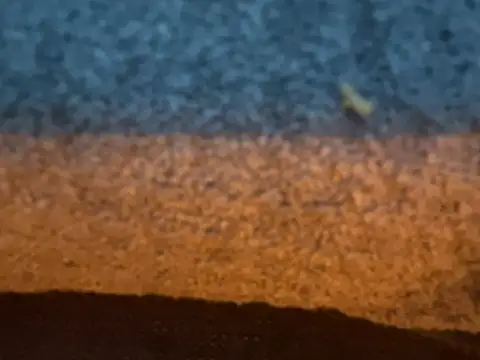 Show de _my_ass_ na webcam