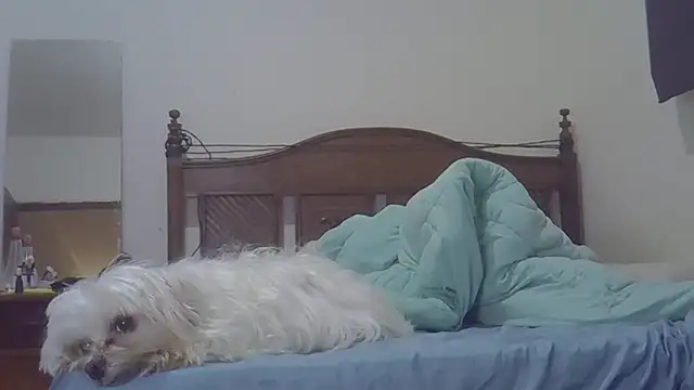 Cris_Exotica লাইভ XXX চ্যাট