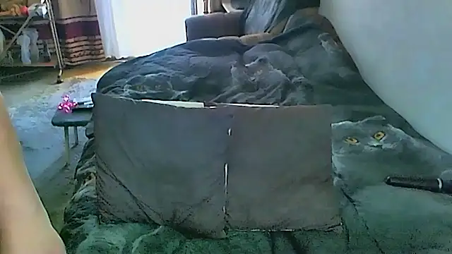 sex2 Chat XXX in diretta