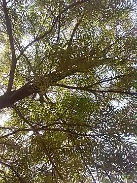 ipvk 即時 XXX 聊天