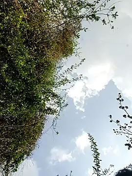 himvilohi08 Webcam Show