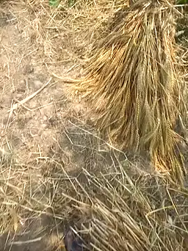 Вебкам-шоу FinableKnee