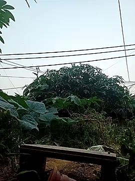 Chat XXX en directo de July-Asian