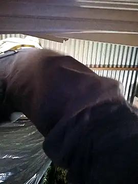 ZEESKEE Pertunjukan Webcam