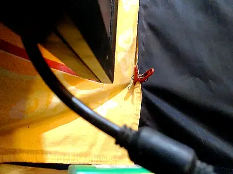 AwesomeMistress_Bigcock Show Webcam