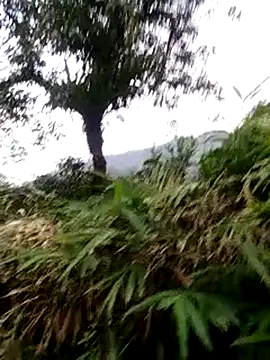 sfgggg1111 网络视讯表演