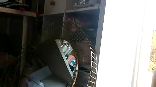 maciixbby Show in webcam