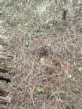 Show de webcam de Gopal1243