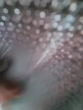 Show de webcam de Bigkannan