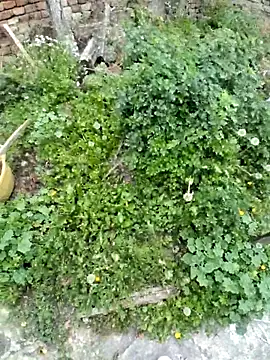 CAROLINE__07 Obrolan Langsung XXX