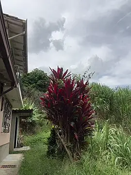 Marco_Vega: вебкам-шоу