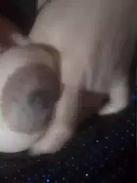 Show de webcam de Moro_25