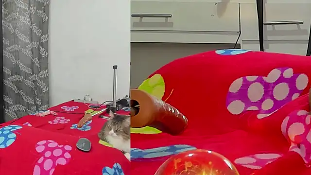 XXX chat uživo modela lacii_lost