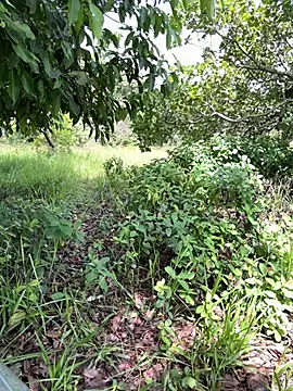 CasadoLutadorBigStudsn Webbikameraesitys