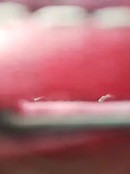 Necroforo Live XXX Chat