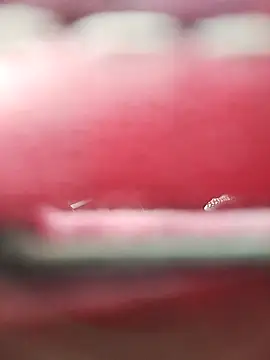 Chat XXX ao vivo de Necroforo