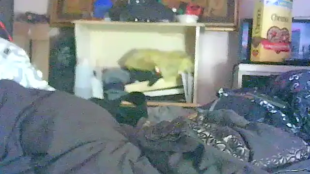 GUAPAN3S3_FIR3 – Kamerová šou