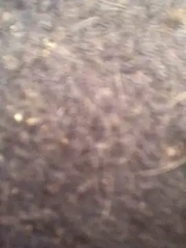 Granverga666 – webcam-show