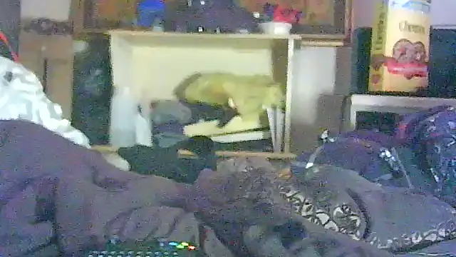 GUAPAN3S3_FIR3 Pertunjukan Webcam