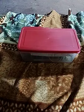 SRIDEVITELUGU91's Live XXX Chat