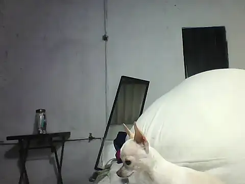 Mich76 – Live XXX-chat