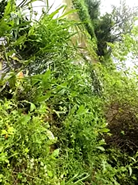 huzi518 网络视讯表演