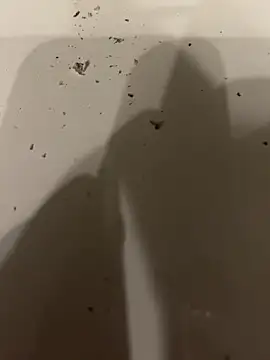 Marko1340bi Webcam Show