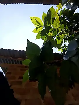 holygrail001 Show Webcam