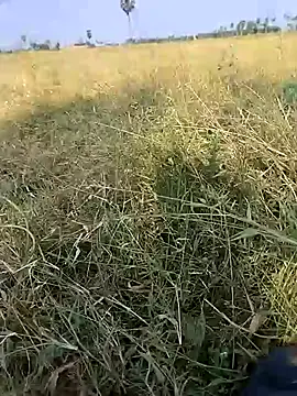 leelavathi-telugu Chat XXX live