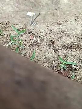 Webkamerová show Kingcallboy