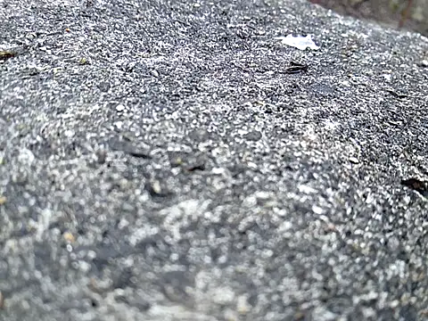 Chat XXX ao vivo de Zeefy