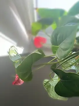 Вебкам-шоу Czarnoksieznik