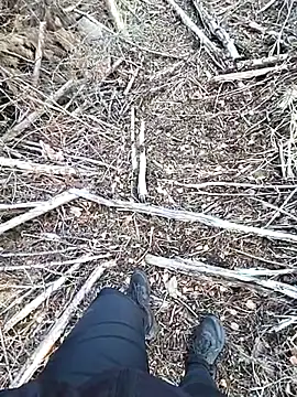 Amatsontrans Live XXX Chat