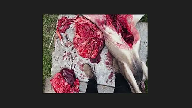 lisabaus Obrolan Langsung XXX