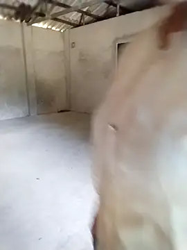 sfgggg1111 Chat XXX in diretta