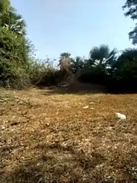 عرض كام jellydicks