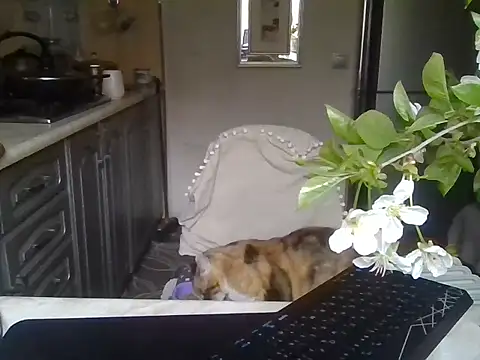 Baby-Matilda ওয়েবক্যাম শো