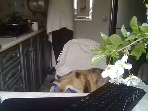 Baby-Matilda élő XXX-chatje