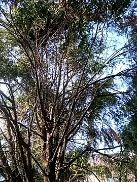 Alina03210's Webcam Show