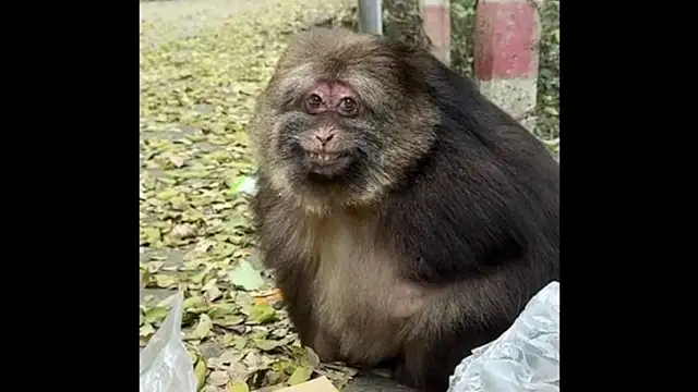 helicobacter_pylori Chat XXX live