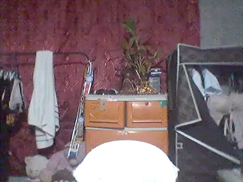 66pineapple's Live XXX Chat