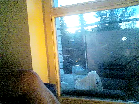 SirNefastus webkamerás műsora