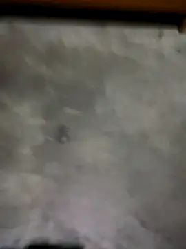 bagasFreedom 웹캠 쇼