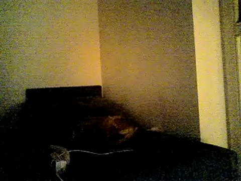 Show Webcam de SirNefastus