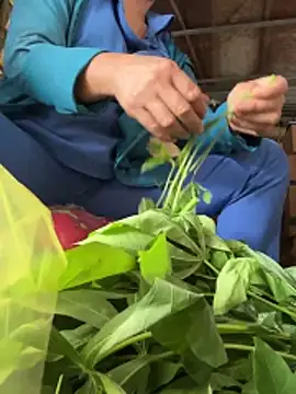 BellaCherishDarlingのライブXXXチャット